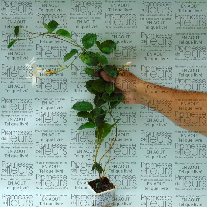 Exemple de spécimen de Dipladénia Diamantina Jade White - Mandevilla - en godet de 7 cm tel que livré