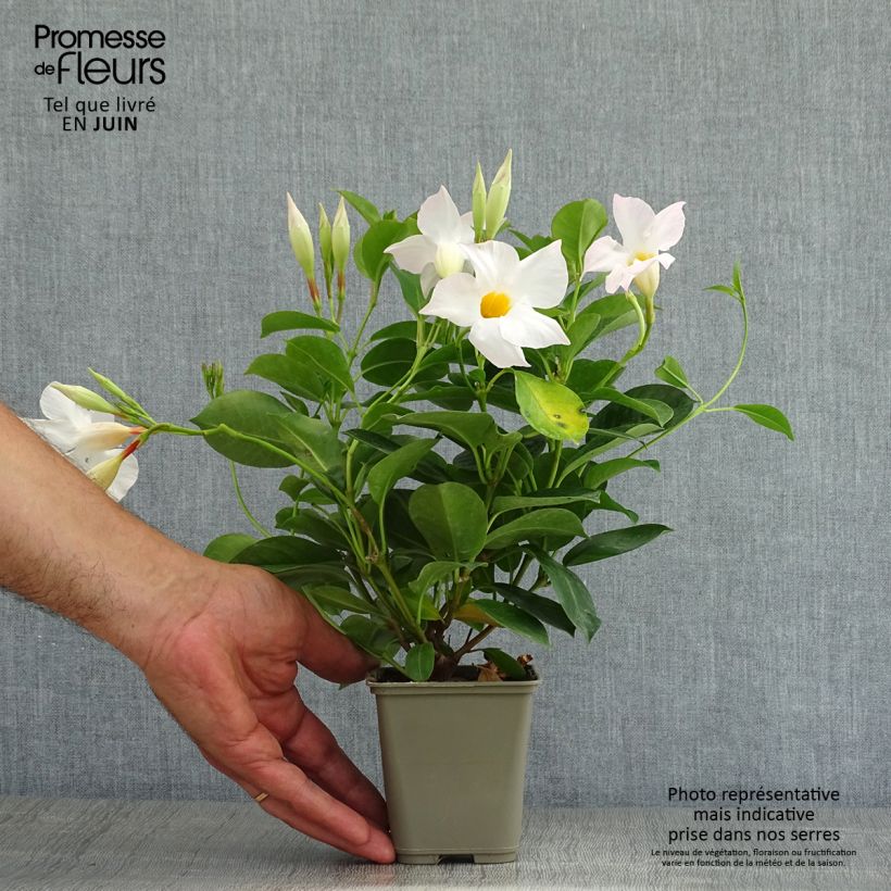 Spécimen de Dipladénia Diamantina Jade White - Mandevilla  Pot de 10 cm/11cm tel que livré en été
