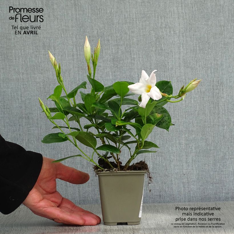 Spécimen de Dipladénia Diamantina Jade White - Mandevilla  Pot de 10 cm/11cmHauteur livrée env. 15/20cm tel que livré au printemps