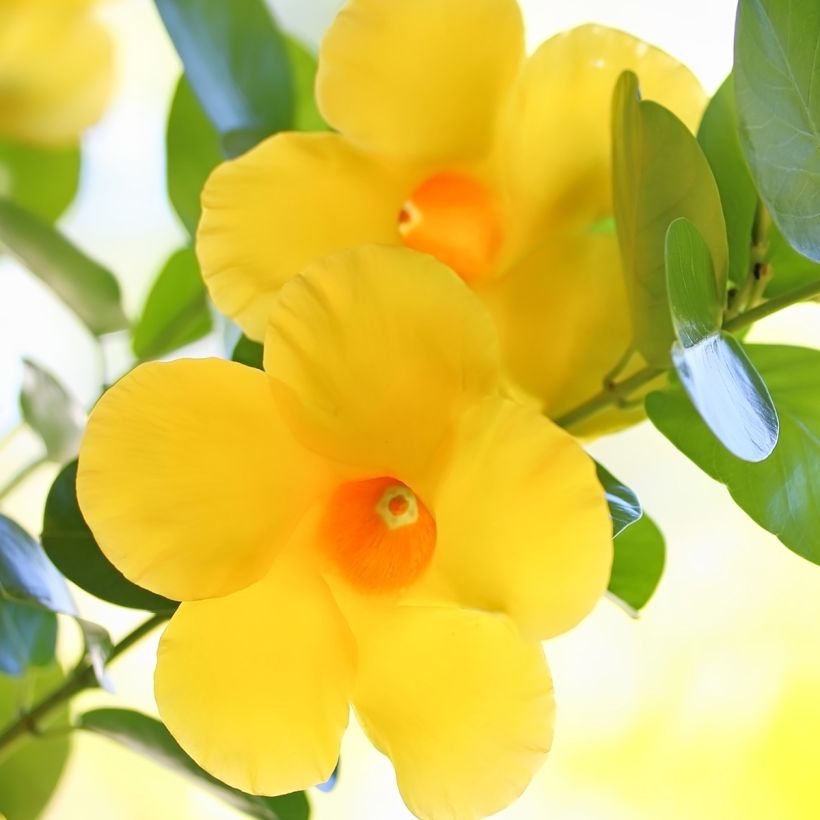 Dipladenia Diamantina Opale Citrine 2.0 - Mandevilla (Floraison)