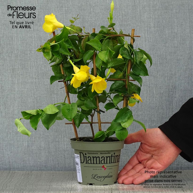 Spécimen de Dipladenia Diamantina Opale Citrine 2.0 - Mandevilla tel que livré au printemps