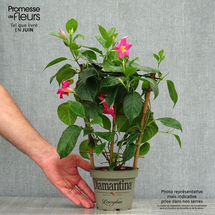Spécimen de Dipladenia Diamantina Quartz Pink & Yellow Pot de 1L/1,5L tel que livré en été