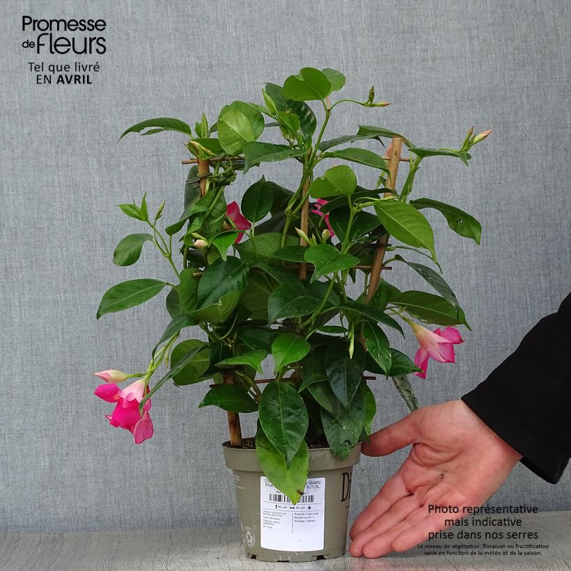 Spécimen de Dipladenia Diamantina Quartz Pink & Yellow Pot de 1L/1,5L tel que livré au printemps