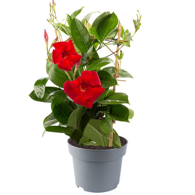 Dipladenia Diamantina Jade XXL Red - Mandevilla (Port)