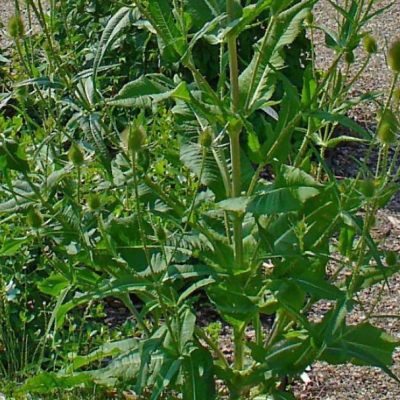 Dipsacus fullonum - Cardère sauvage - Cabaret des oiseaux (Feuillage)