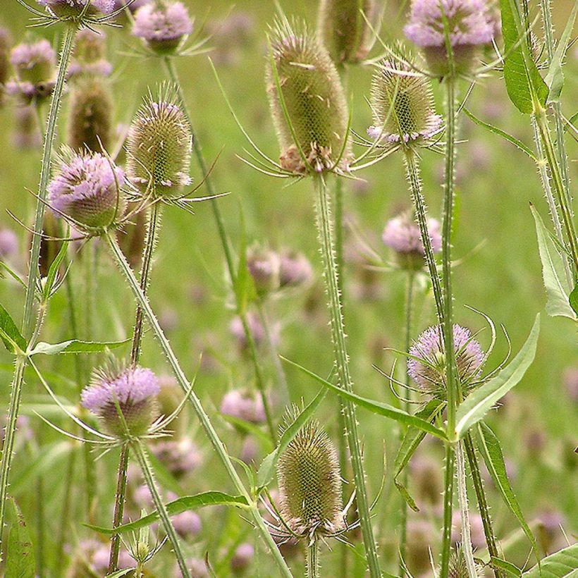 Dipsacus fullonum - Cardère sauvage - Cabaret des oiseaux (Floraison)