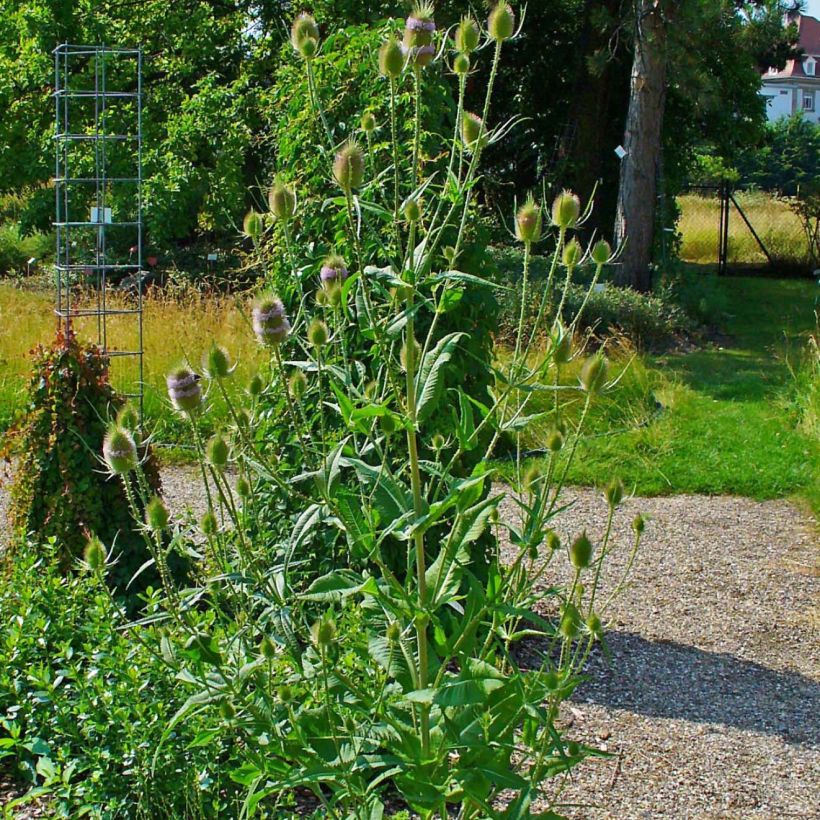 Dipsacus fullonum - Cardère sauvage - Cabaret des oiseaux (Port)