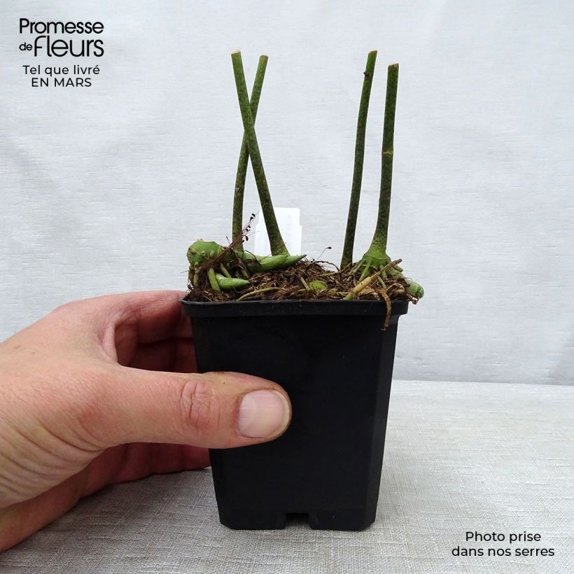 Spécimen de Disporopsis pernyi Godet de 9cm tel que livré au printemps