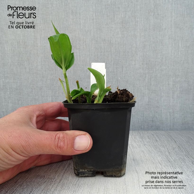 Spécimen de Disporopsis pernyi Godet de 8/9 cm tel que livré en automne