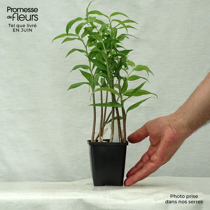 Spécimen de Disporopsis pernyi Godet de 8/9 cm tel que livré en été