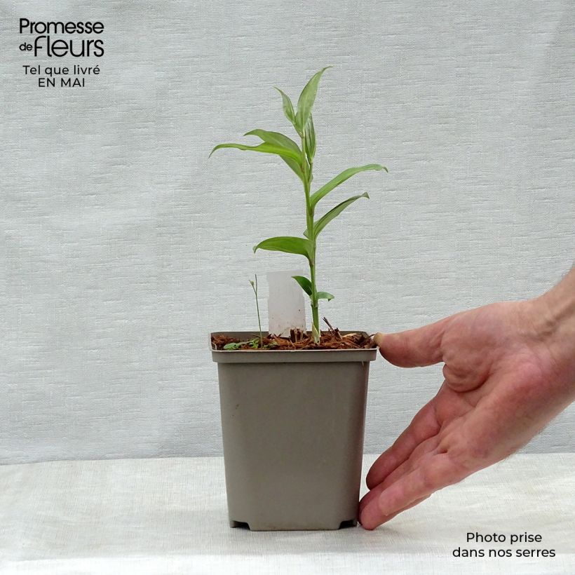 Spécimen de Disporum cantoniense Green Giant - Cloche des fées en pot de 10/11 cm tel que livré au printemps
