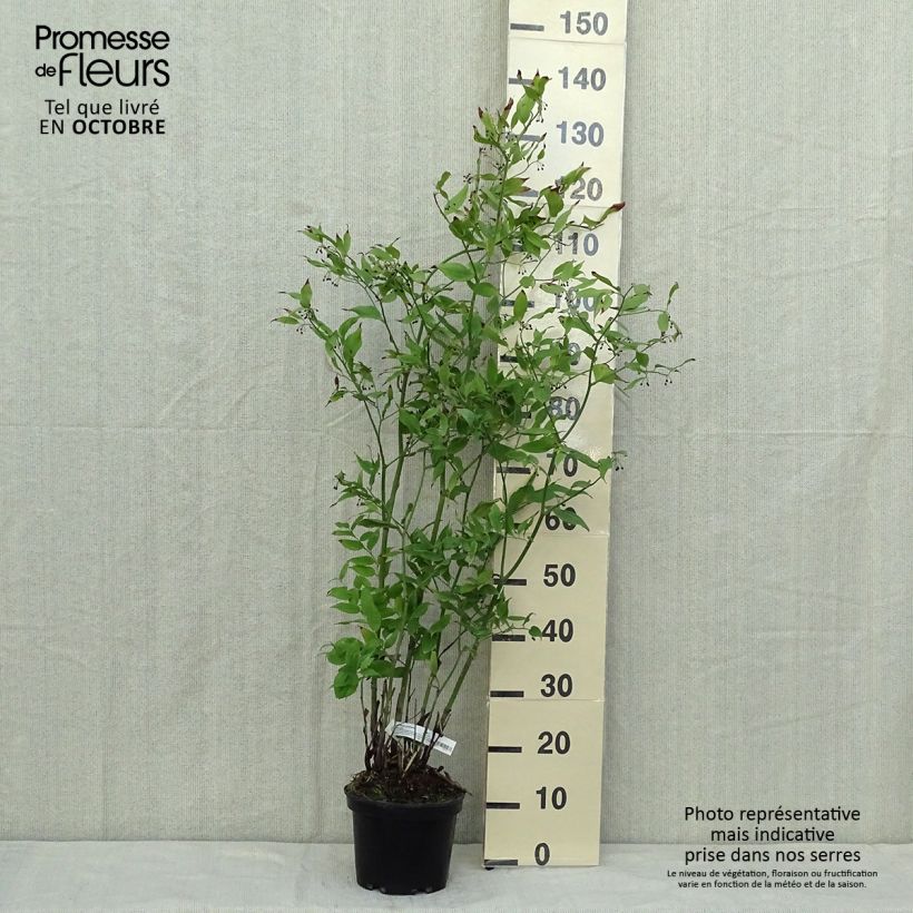 Spécimen de Disporum cantoniense Green Giant - Cloche des fées Pot de 3L/4L tel que livré en automne