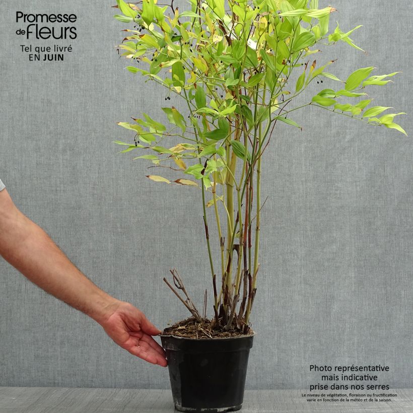 Spécimen de Disporum cantoniense Green Giant - Cloche des fées Pot de 3L/4L tel que livré en été