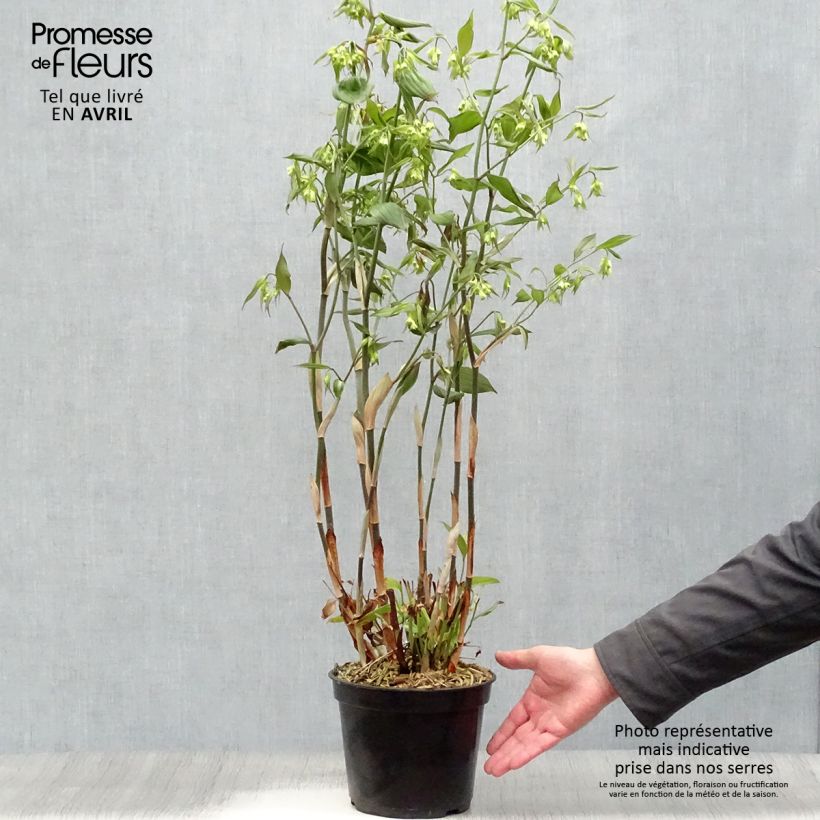 Spécimen de Disporum cantoniense Green Giant - Cloche des fées en pot de 3L/4L tel que livré au printemps