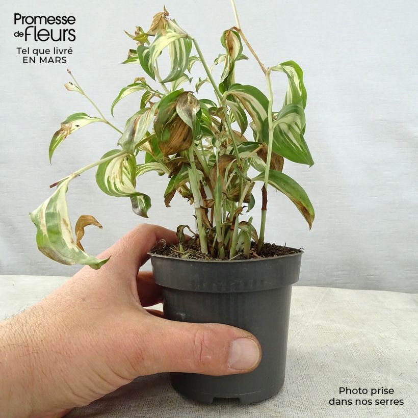 Spécimen de Disporum cantoniense Moonlight Godet de 9cm tel que livré au printemps