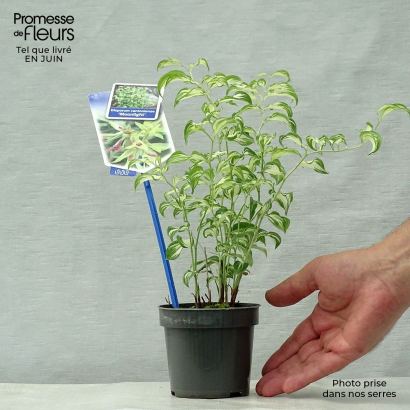 Spécimen de Disporum cantoniense Moonlight Godet de 8/9 cm tel que livré en été