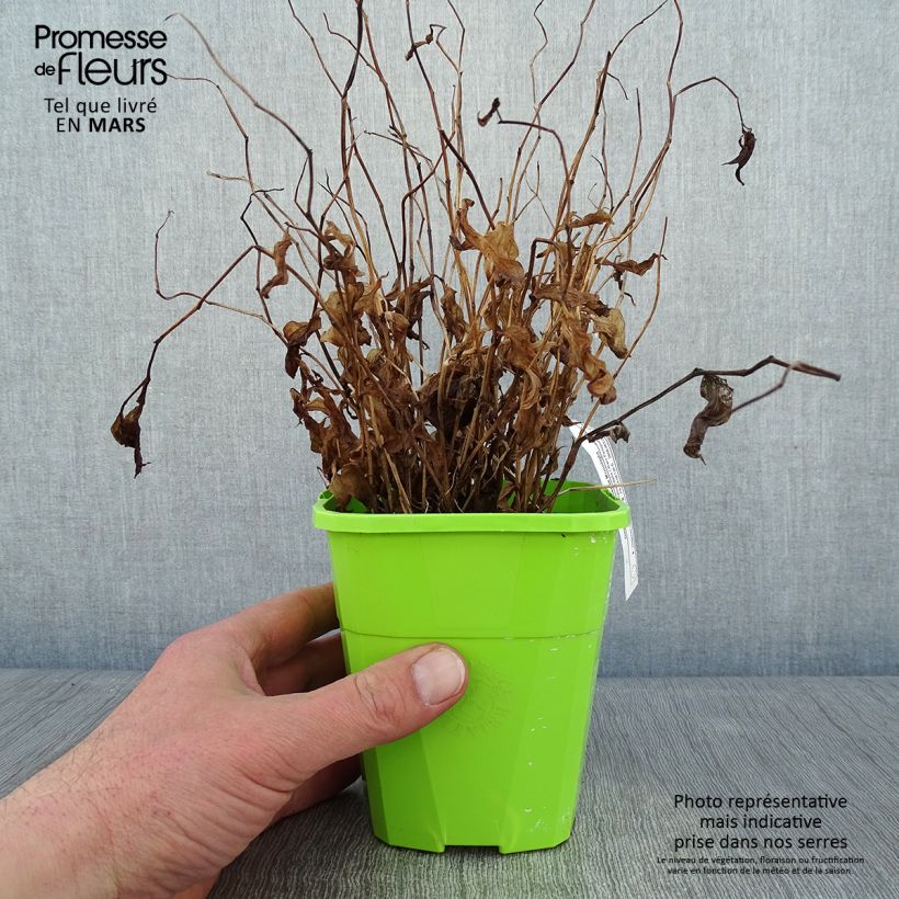 Spécimen de Disporum cantoniense Moonlight Pot de 1,5L/2L tel que livré en hiver