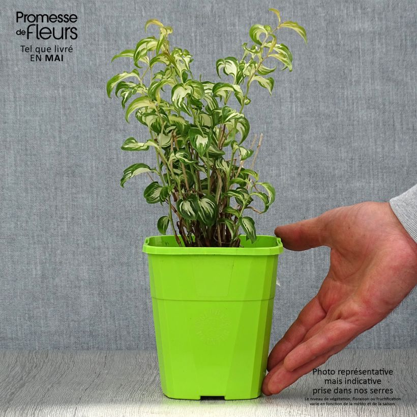 Spécimen de Disporum cantoniense Moonlight - Pot de 1.5L/2L tel que livré au printemps