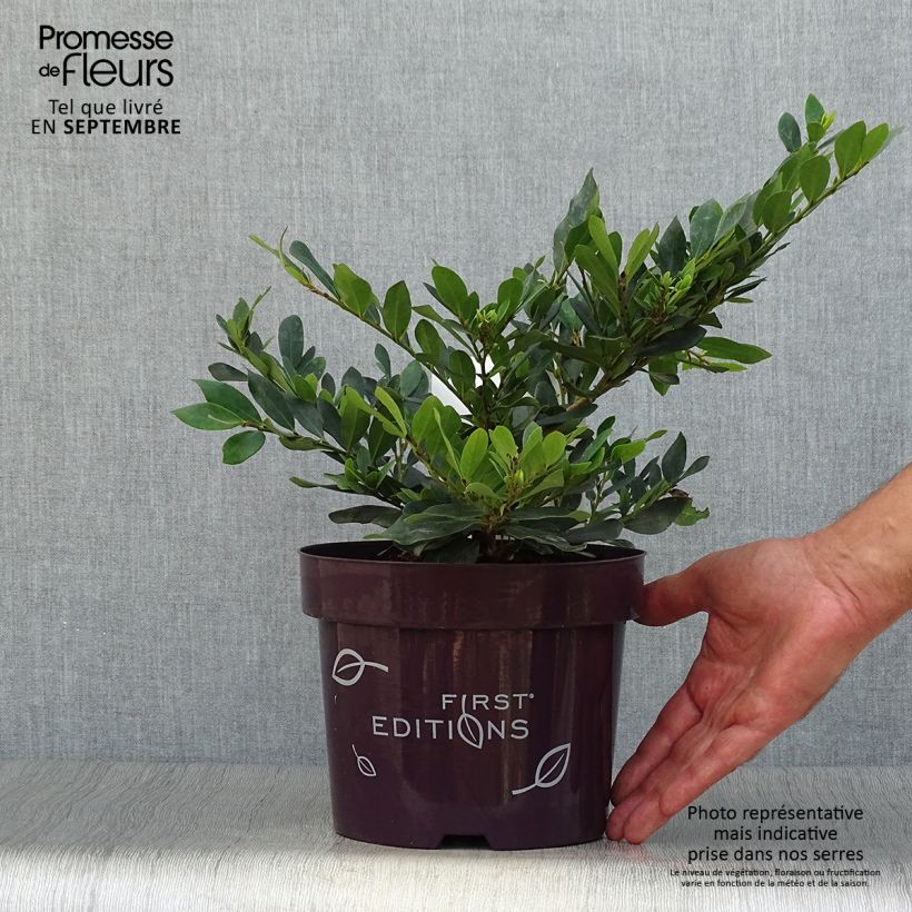 Spécimen de Distylium Coppertone Pot de 2L/3L tel que livré en automne