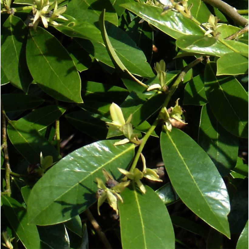 Distylium Emerald Heights (Feuillage)