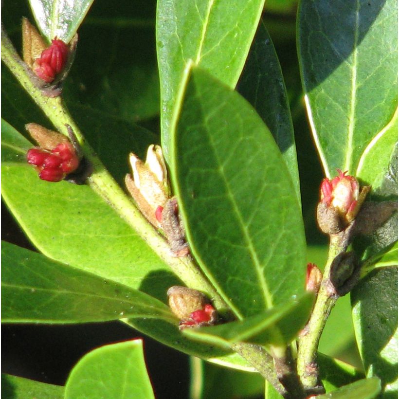 Distylium Emerald Heights (Floraison)