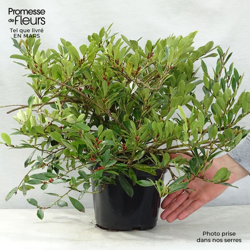 Spécimen de Distylium (x) Blue Cascade en pot de 4/5L tel que livré au printemps