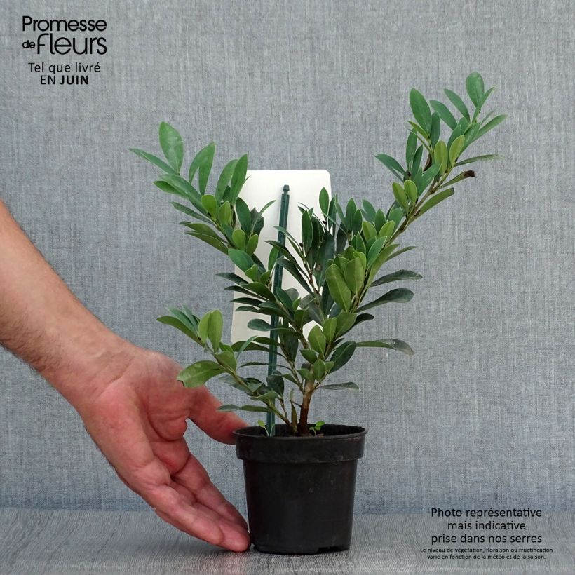 Spécimen de Distylium (x) Blue Cascade Pot de 10 cm/11cm tel que livré en été