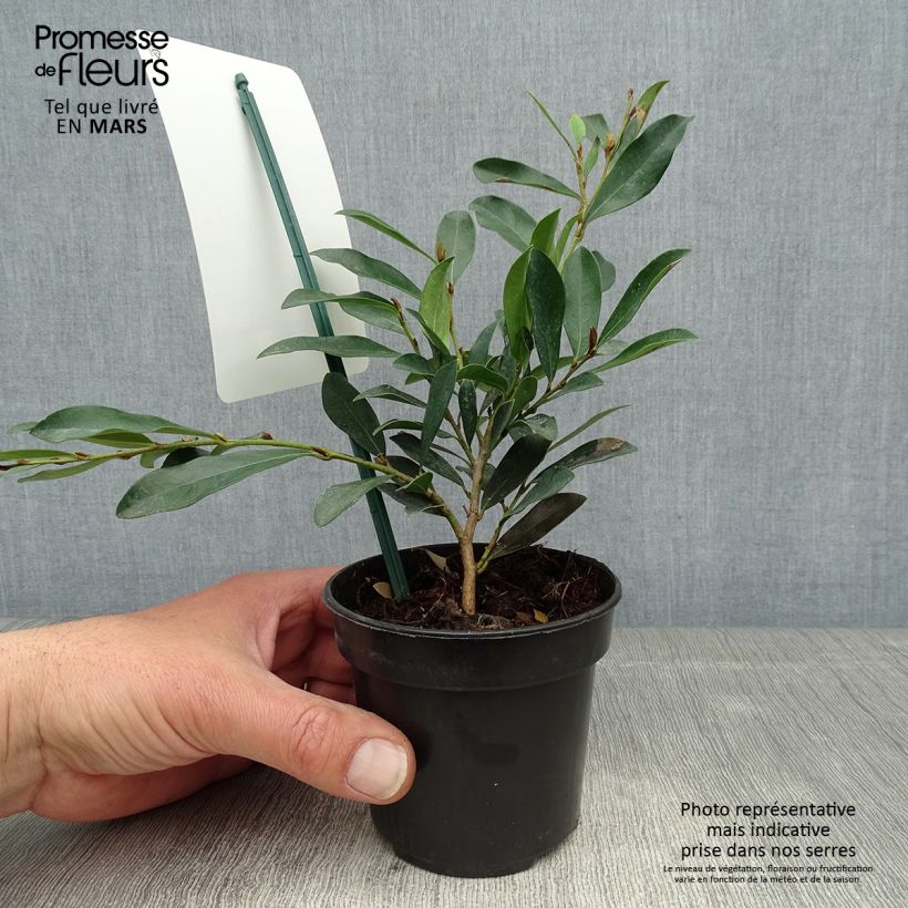 Spécimen de Distylium (x) Blue Cascade en pot de 10.5 cm tel que livré au printemps