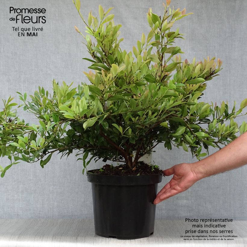 Spécimen de Distylium (x) Blue Cascade en pot de 7,5l/10l tel que livré au printemps