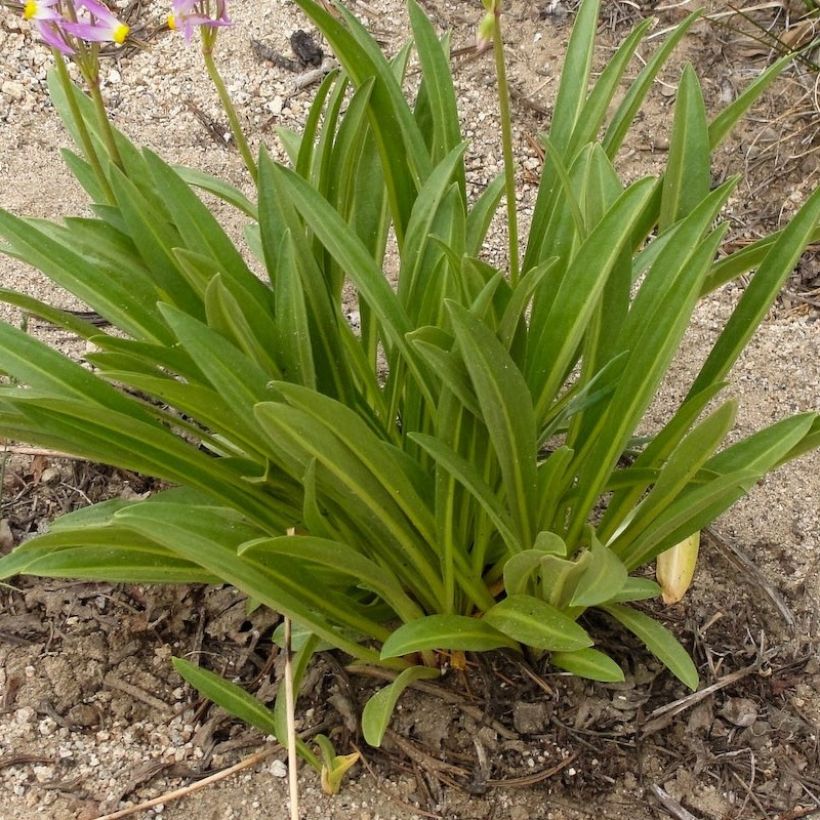 Dodecatheon jeffreyi Rotlicht - Gyroselle (Feuillage)