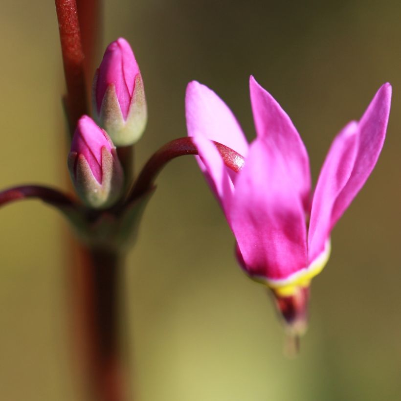 Dodecatheon jeffreyi Rotlicht - Gyroselle (Floraison)