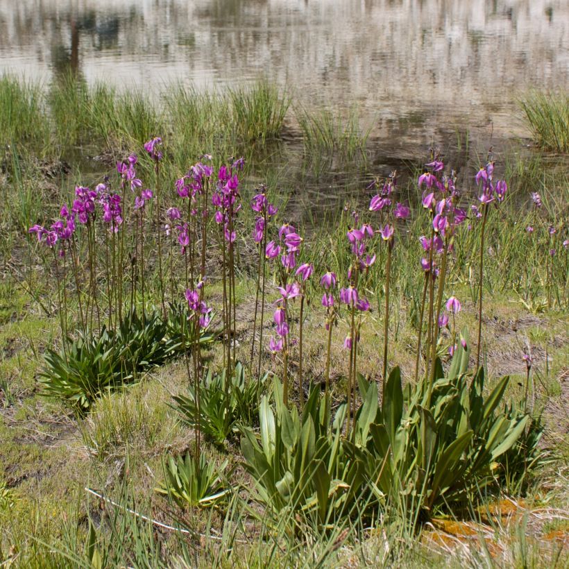 Dodecatheon jeffreyi Rotlicht - Gyroselle (Port)