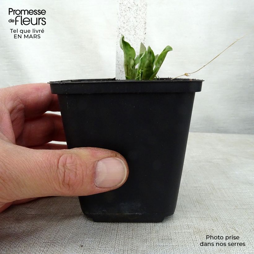Spécimen de Dodecatheon jeffreyi Rotlicht - Gyroselle Godet de 8/9 cm tel que livré au printemps