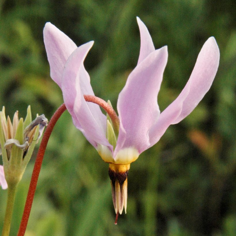 Dodecatheon meadia -  Gyroselle de Virginie (Floraison)