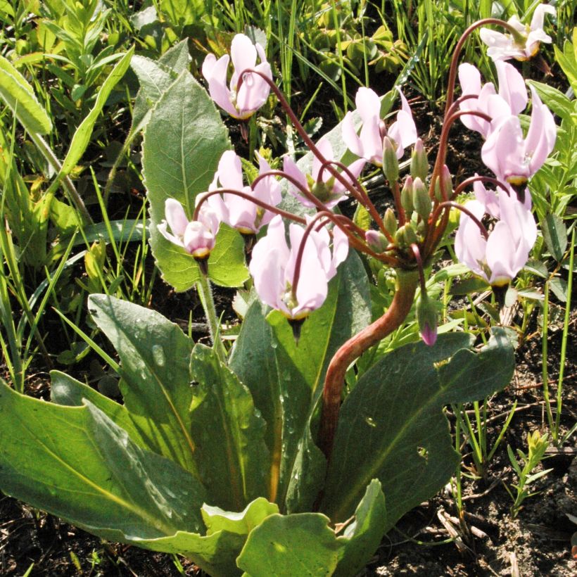 Dodecatheon meadia -  Gyroselle de Virginie (Port)