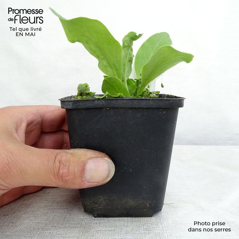 Spécimen de Dodecatheon meadia -  Gyroselle de Virginie Godet de 9cm tel que livré au printemps
