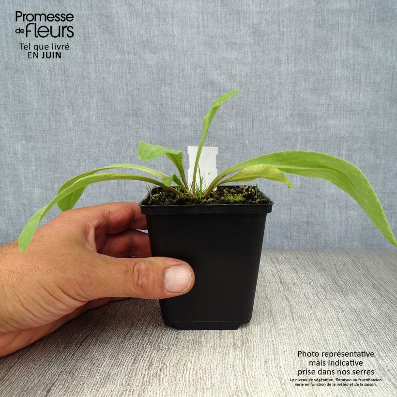 Spécimen de Dodecatheon meadia -  Gyroselle de Virginie Godet de 8/9 cm tel que livré en été