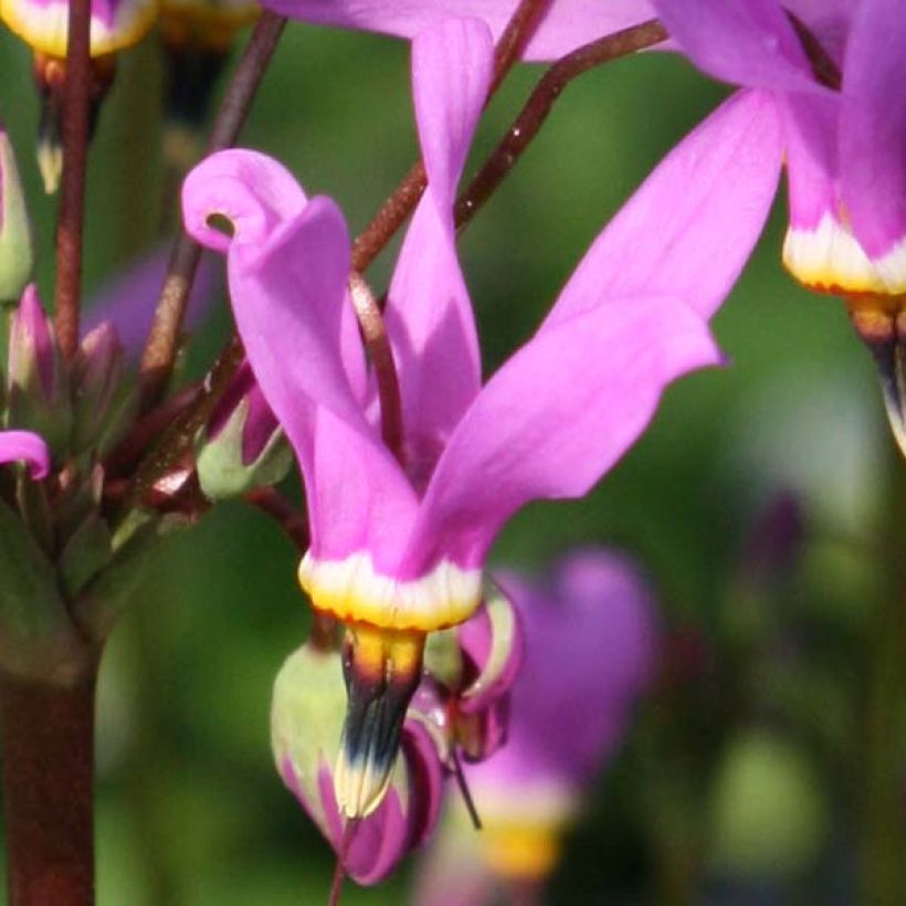 Dodecatheon meadia Queen Victoria (Floraison)