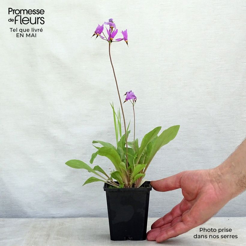 Spécimen de Dodecatheon meadia Queen Victoria Godet de 9cm tel que livré au printemps