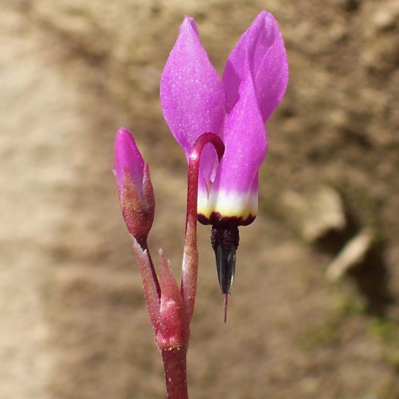 Dodecatheon pulchellum Red Wings - Gyroselle (Floraison)