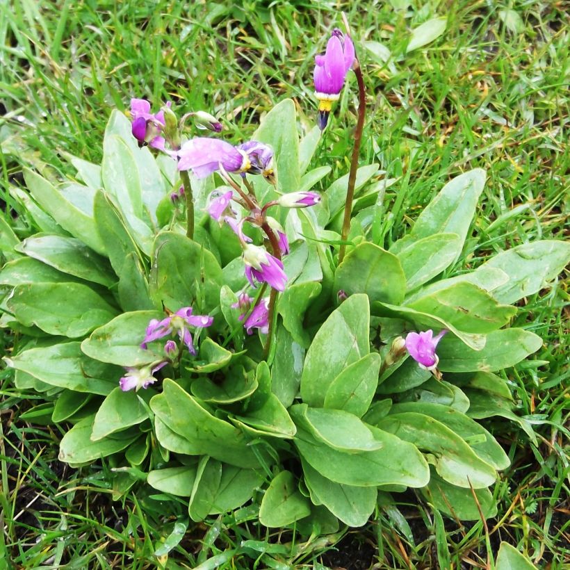 Dodecatheon pulchellum Red Wings - Gyroselle (Port)