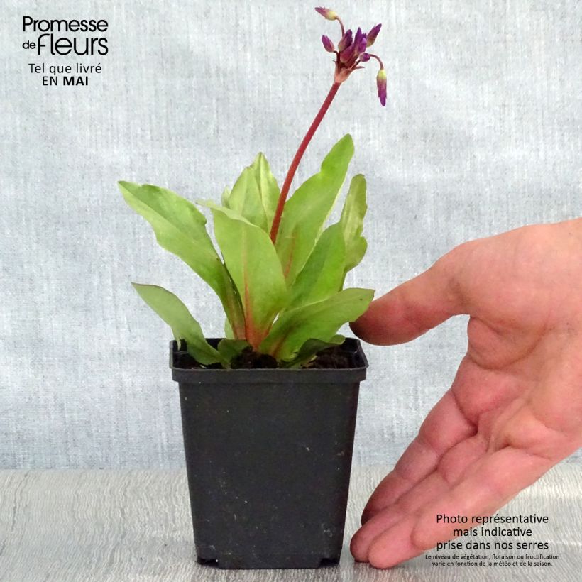 Spécimen de Dodecatheon pulchellum Red Wings - Gyroselle Godet de 9cm tel que livré au printemps