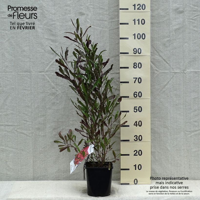 Spécimen de Dodonaea viscosa Purpurea - Dodonée visqueuse tel que livré en hiver