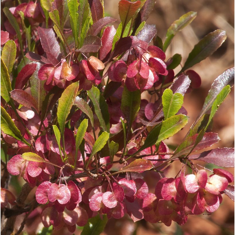 Dodonaea viscosa Purpurea - Dodonée visqueuse (Floraison)