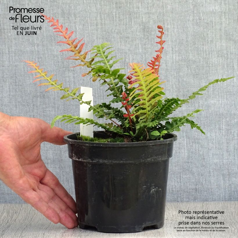 Spécimen de Doodia aspera Rough Ruby - Fougère rugueuse Pot de 2L/3L tel que livré en été