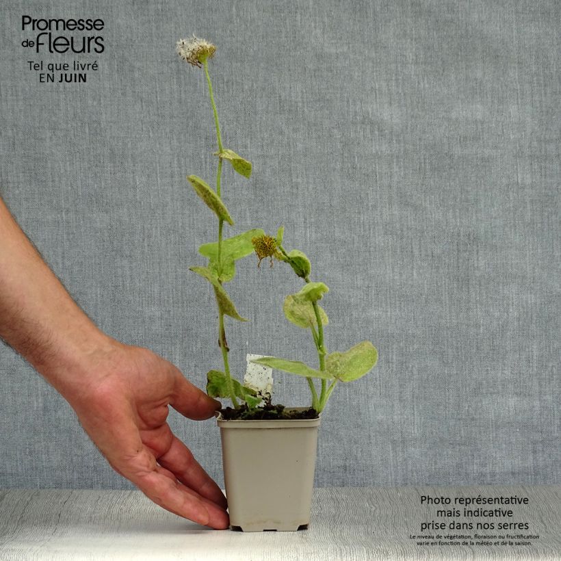 Spécimen de Doronic, Doronicum pardalianches Godet de 8/9 cm tel que livré en été