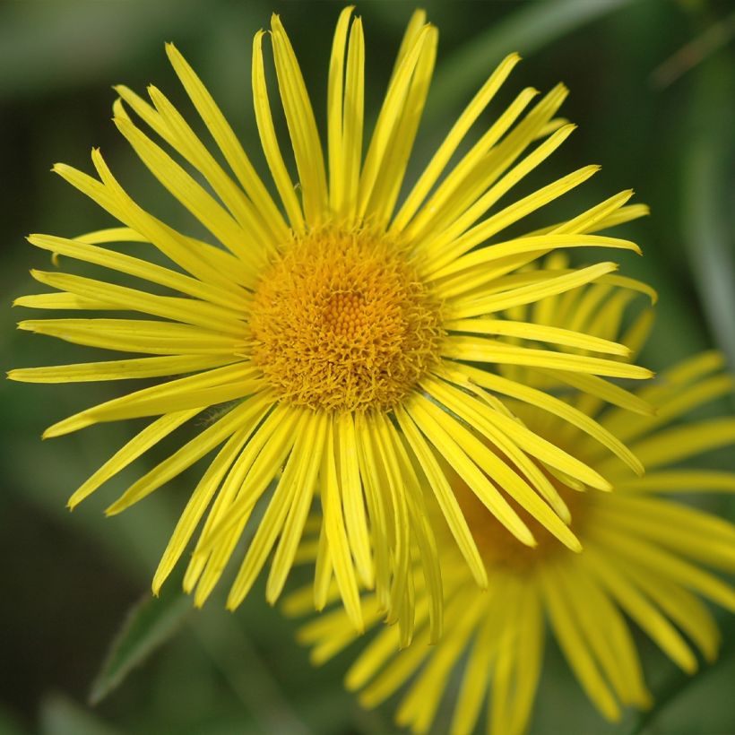 Doronicum orientale Finesse - Doronic (Floraison)