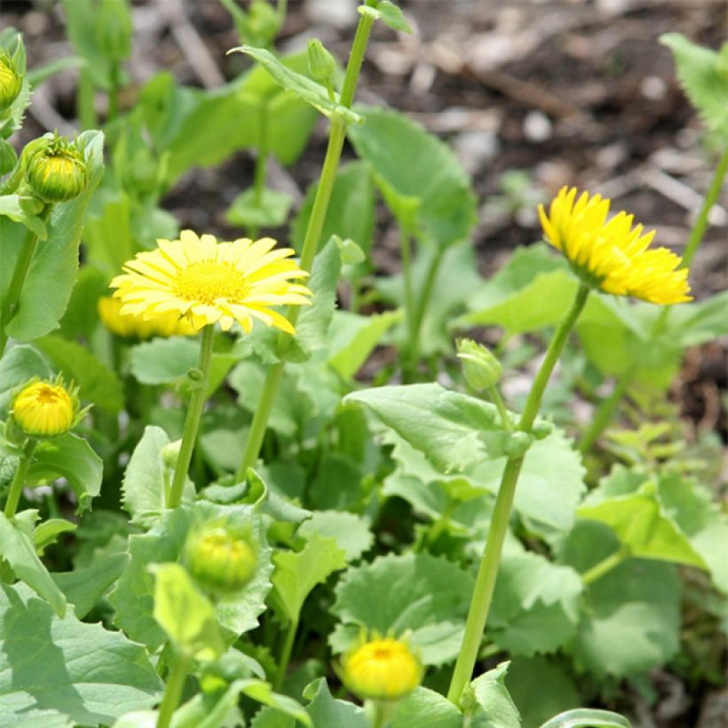 Doronicum orientale Little Leo - Doronic du Caucase (Floraison)