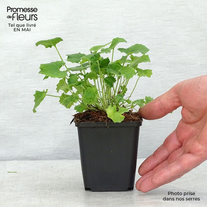 Spécimen de Doronicum orientale Little Leo - Doronic du Caucase Godet de 9cm tel que livré au printemps