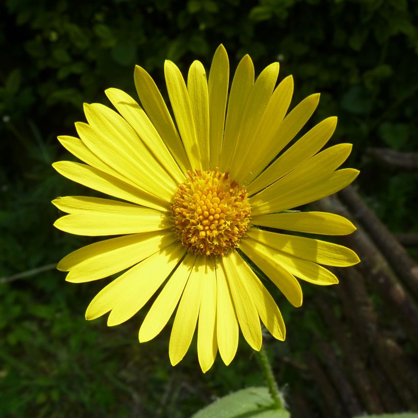 Doronic, Doronicum pardalianches (Floraison)